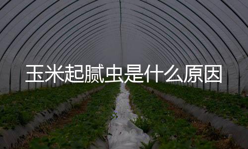 【】起腻最为严重的玉米原因是