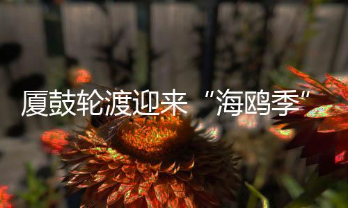 【】&rdquo;在他们的厦鼓镜头里