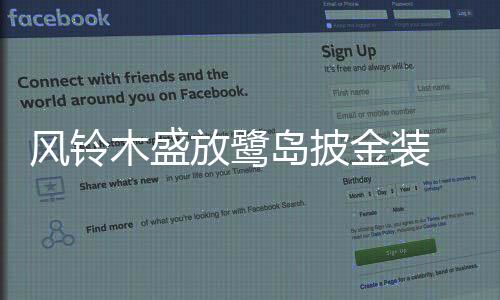 【】黄花风铃木热烈绽放