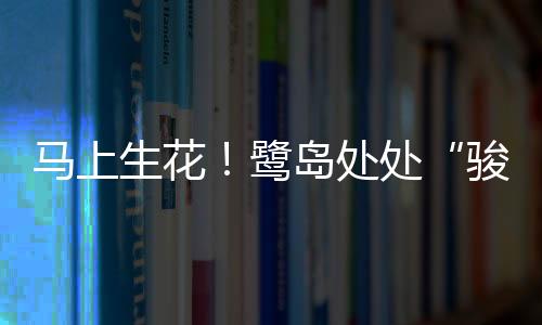 【】这匹马身披绚烂绣球花
